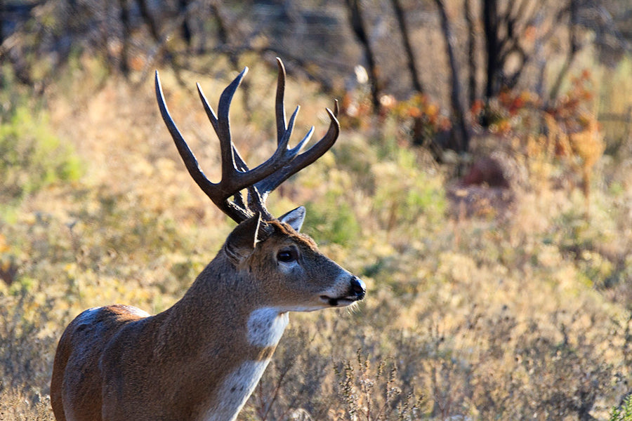 Planning Out of State Whitetail Hunts