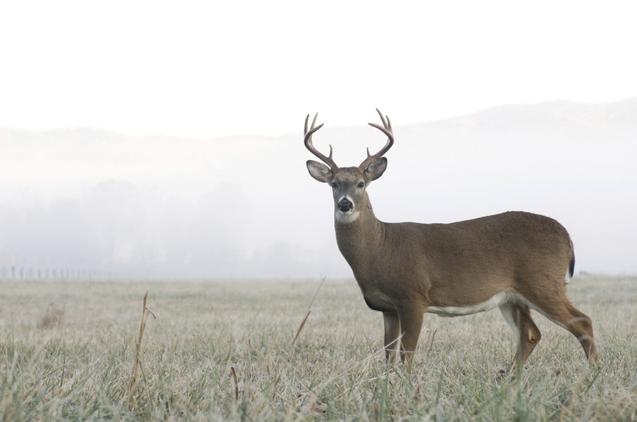 Can You Get COVID-19 from Whitetail Deer?