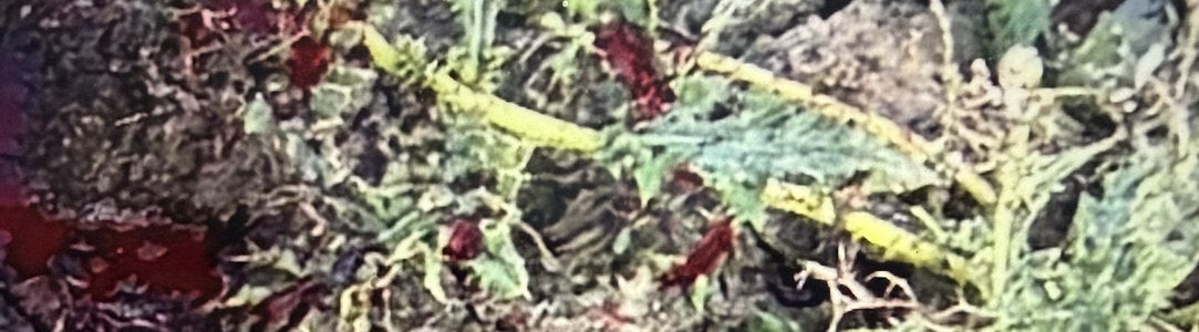 Blood tracking camera view